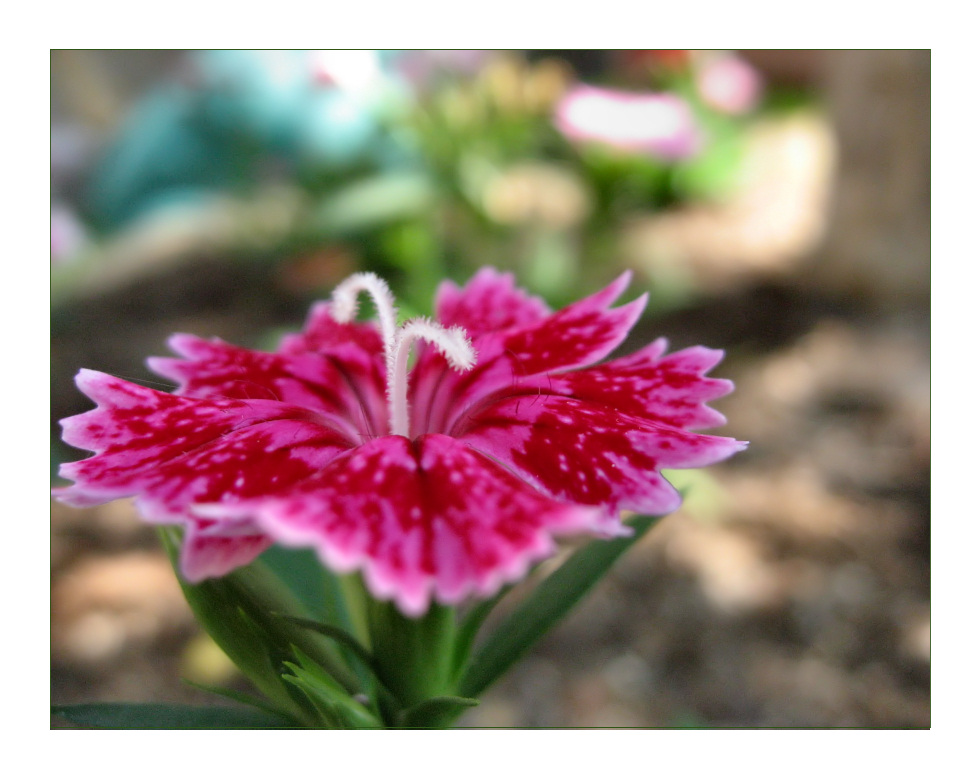 Pink Flower