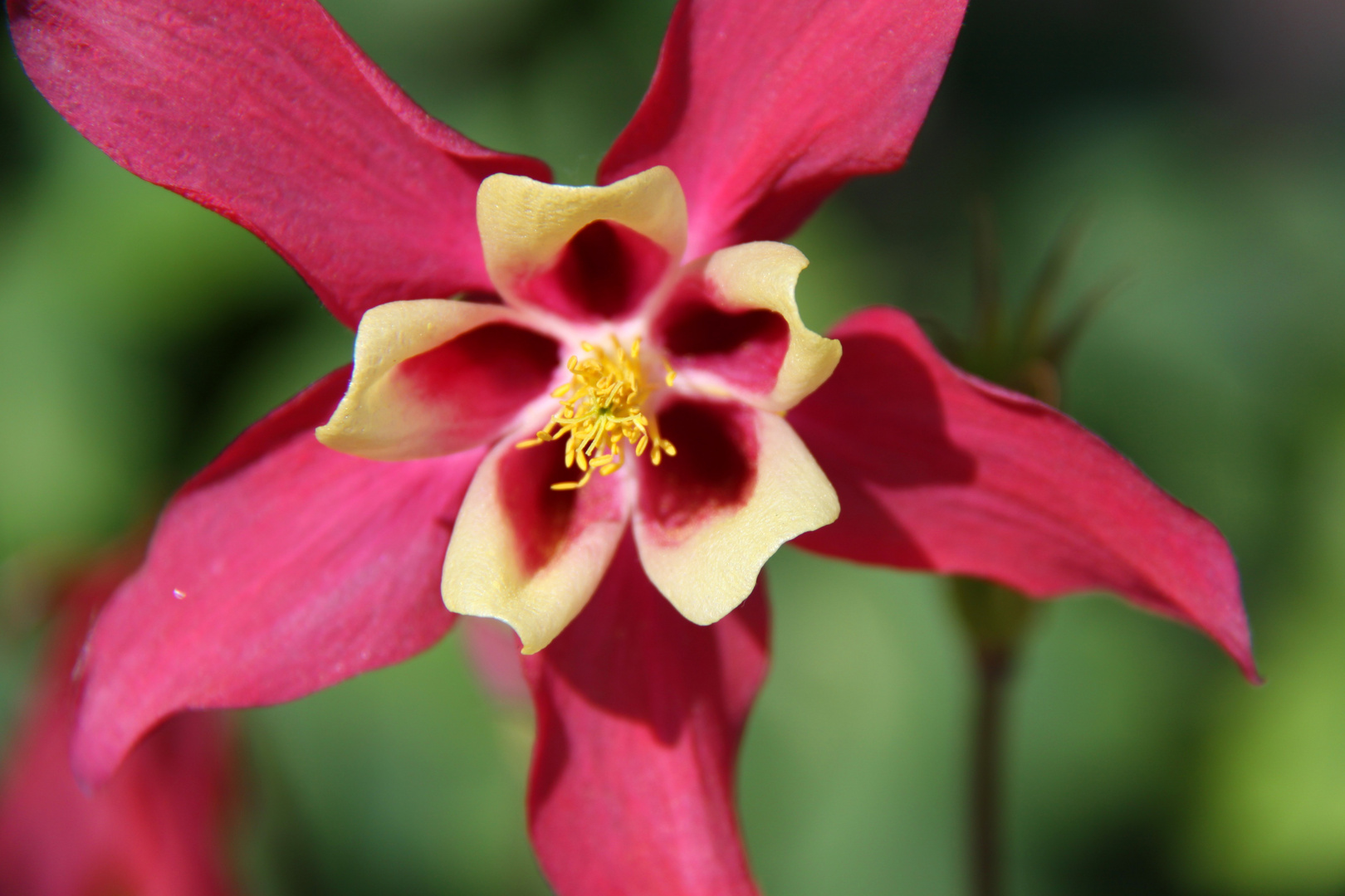 Pink Flower