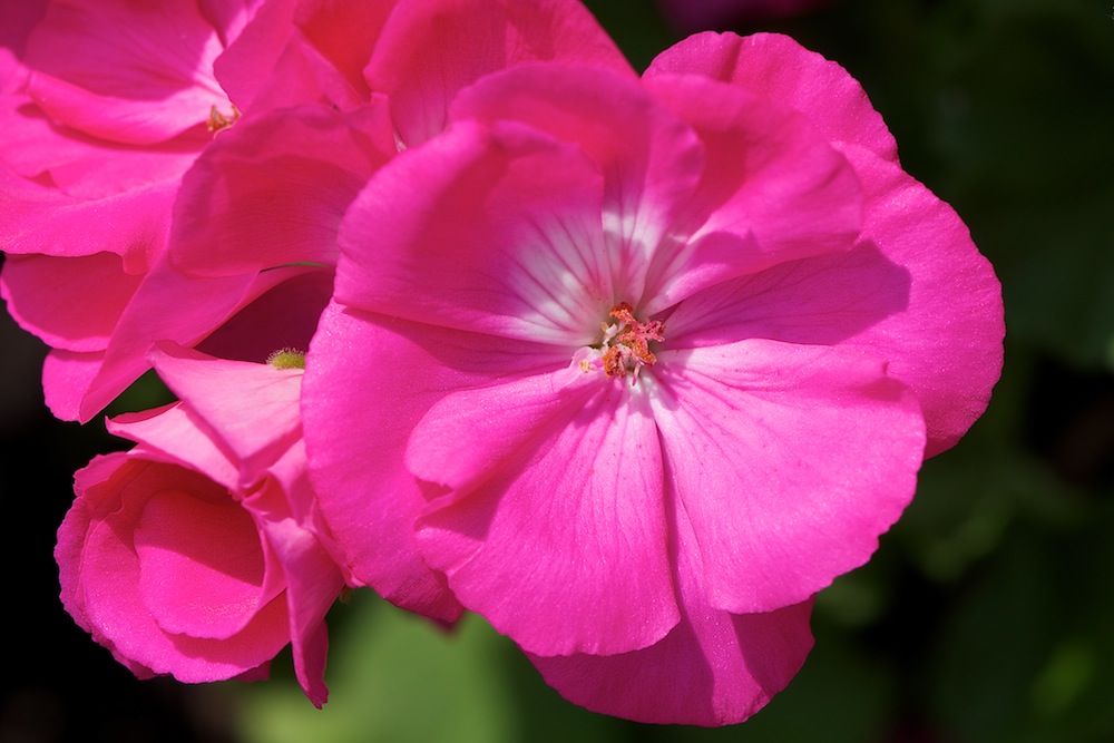 Pink Flower