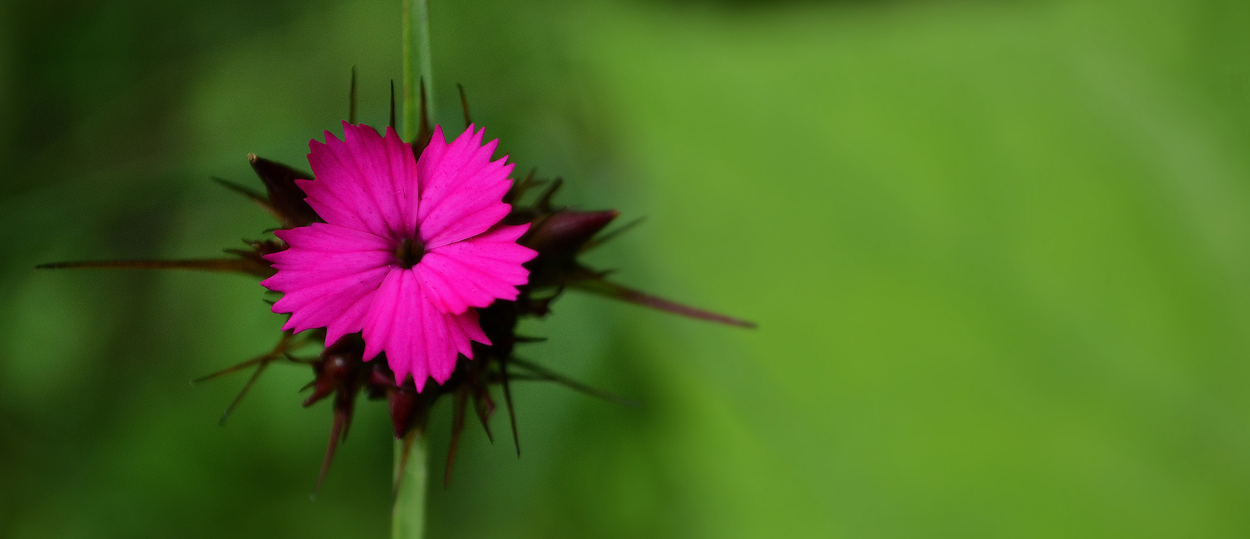 Pink Flower