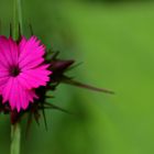 Pink Flower