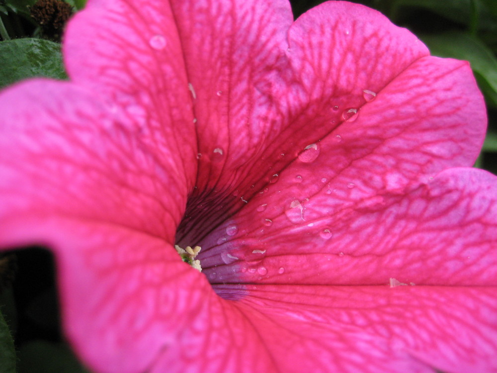 pink flower