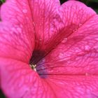 pink flower