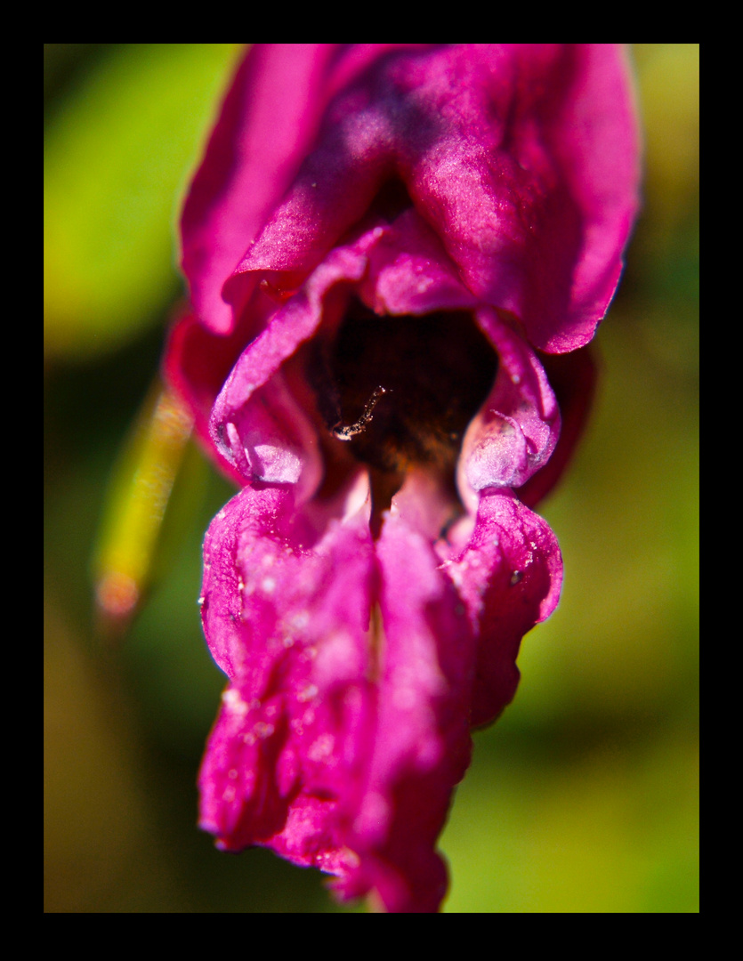 Pink Flower 2