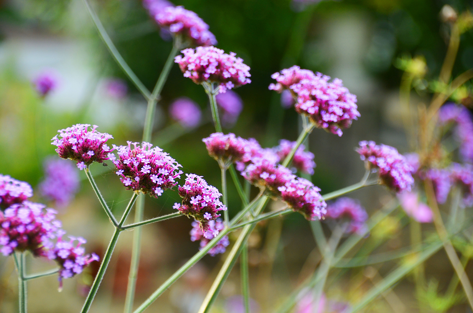 Pink Flower 2