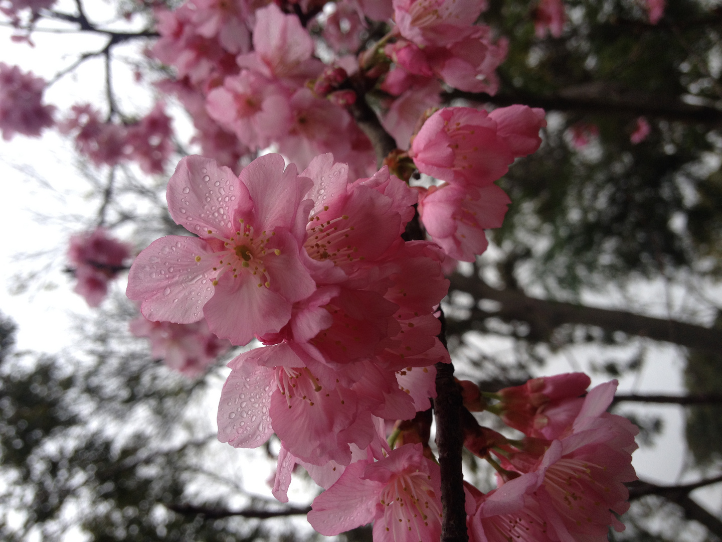 Pink flower