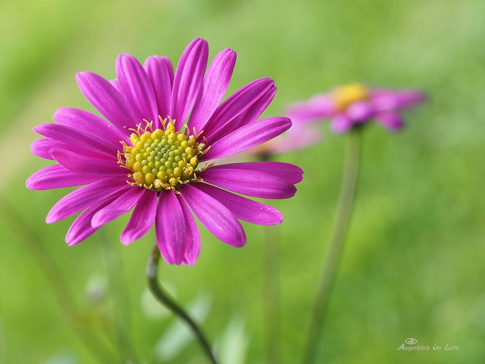 Pink Flower ...