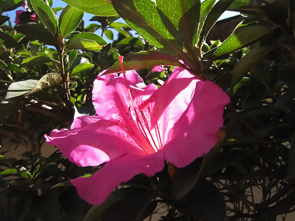 Pink flower