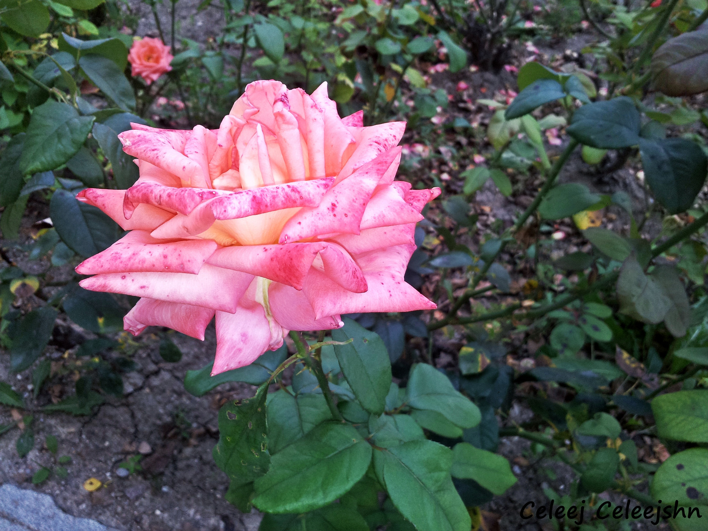 Pink Flower