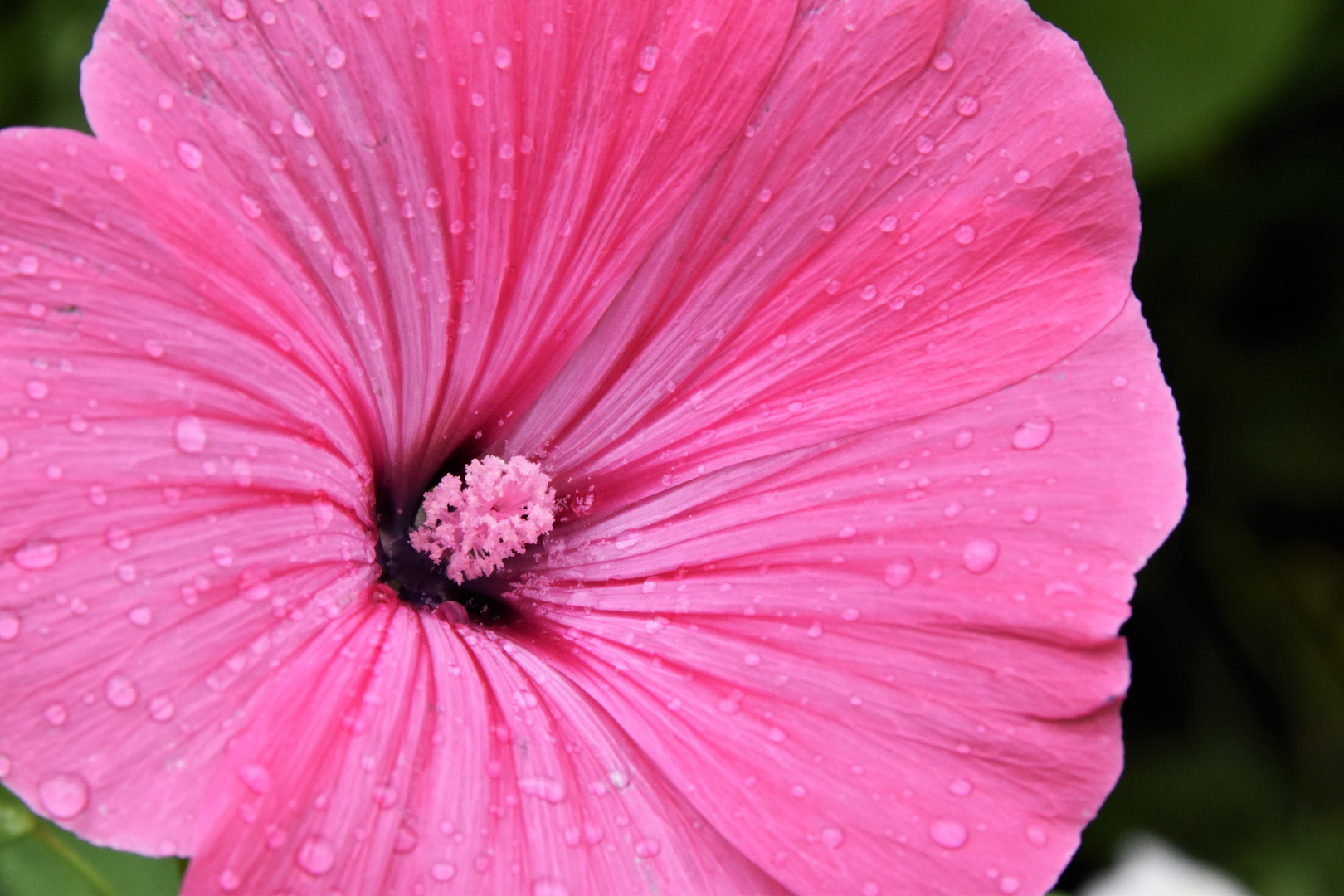 Pink Flower