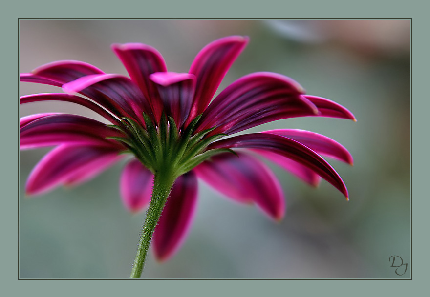 Pink Flower