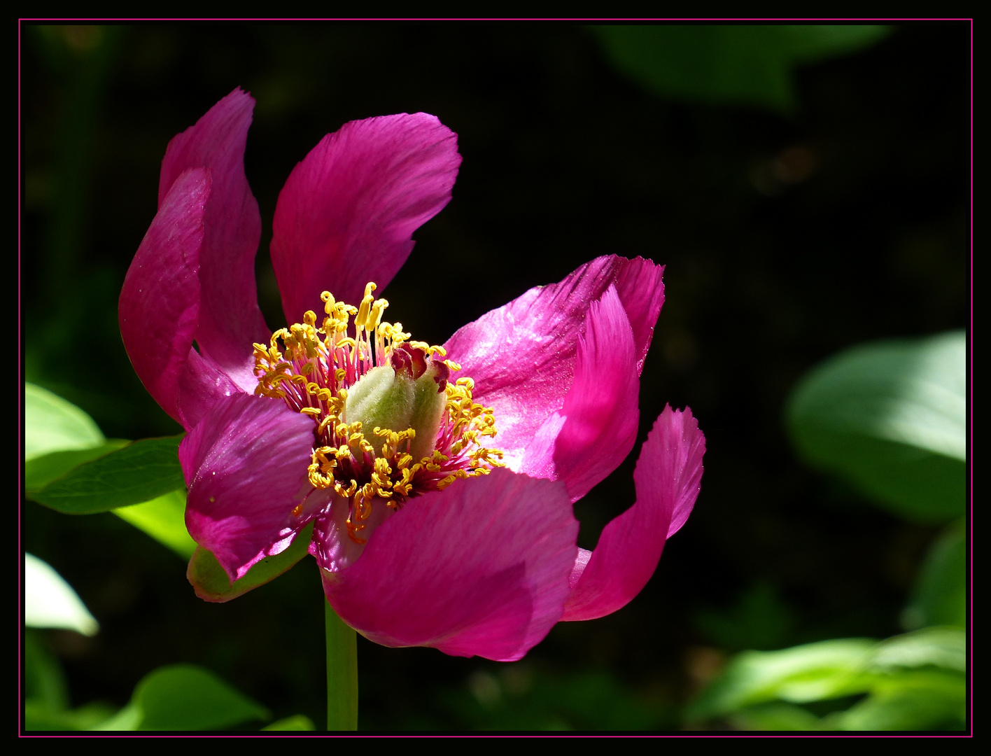 pink flower