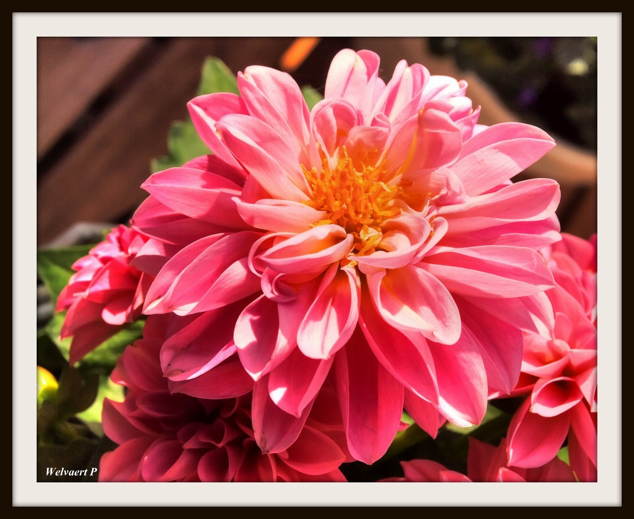 Pink flower