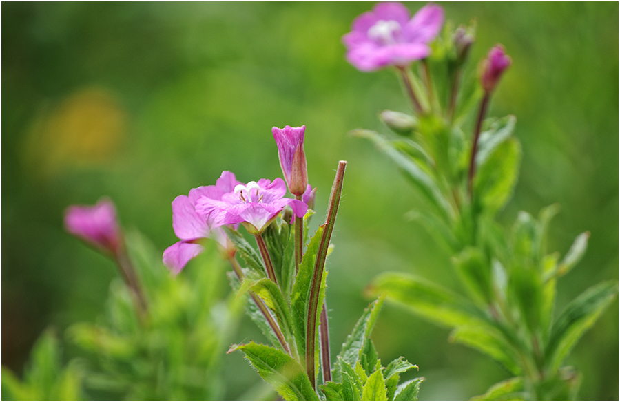 ~* Pink Flower *~