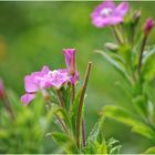 ~* Pink Flower *~