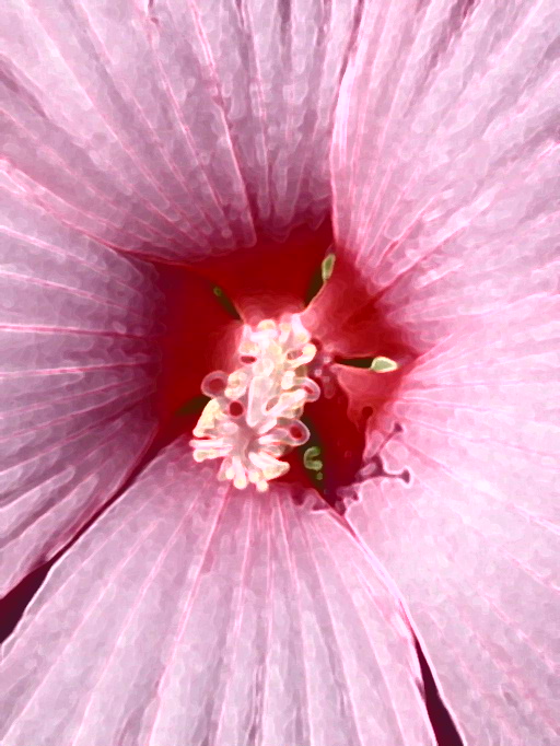 Pink Flower