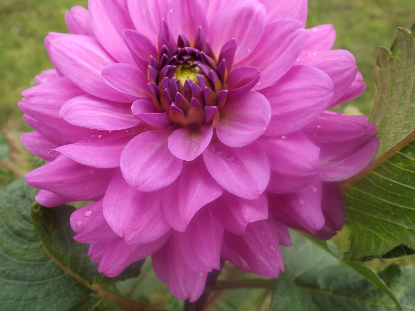 Pink Flower