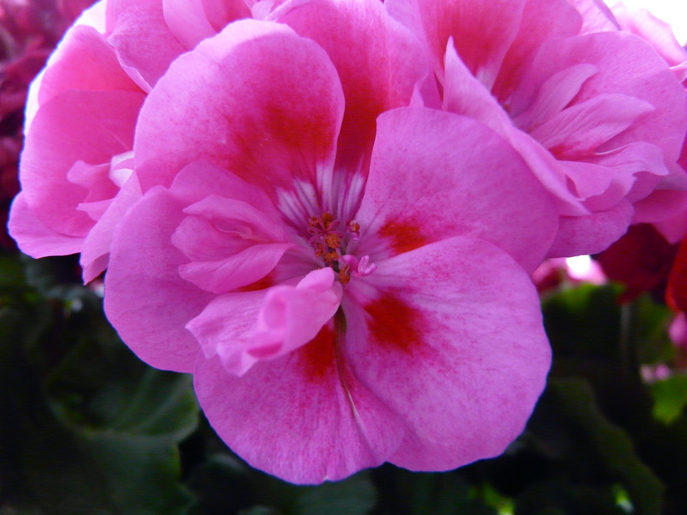 Pink Flower