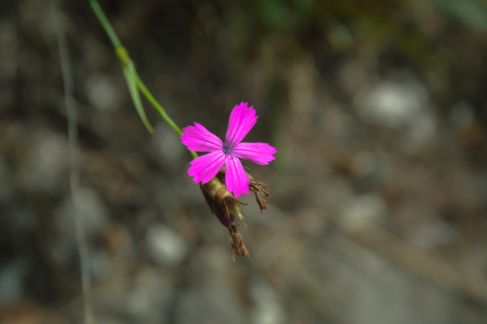 Pink Flower