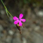 Pink Flower