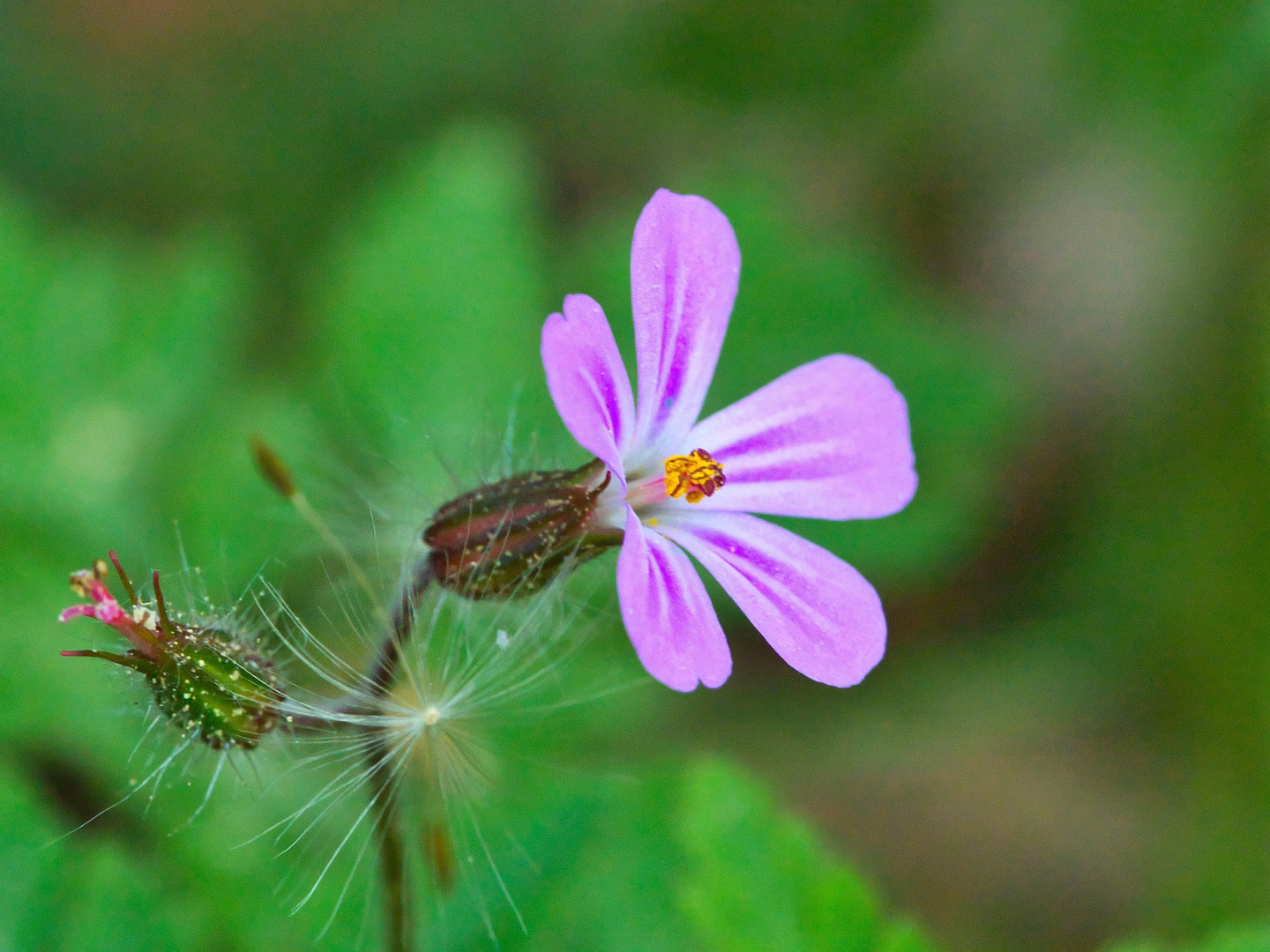 Pink Flower