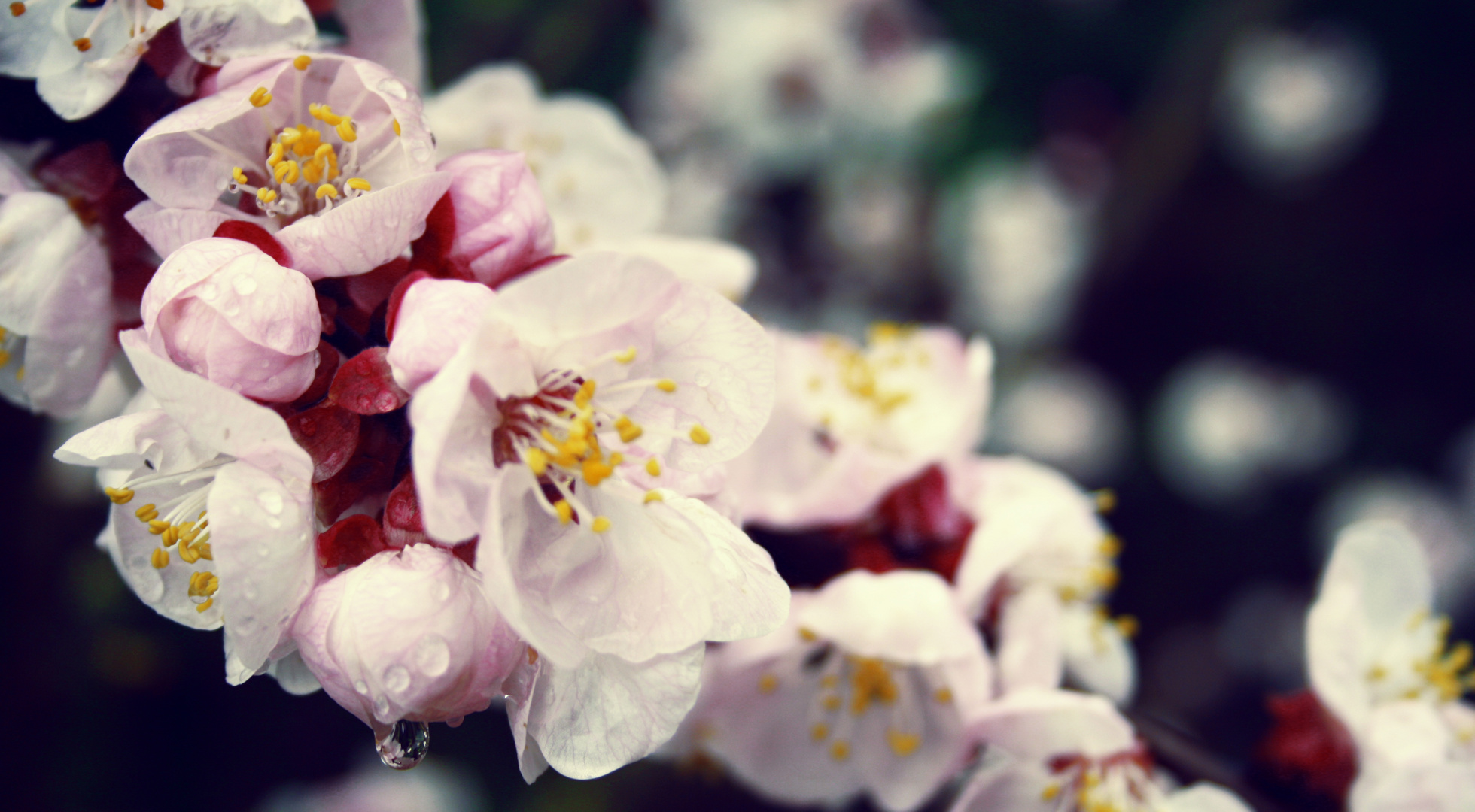 Pink flower