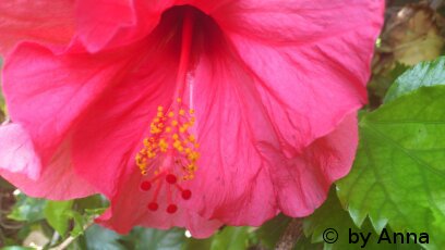 Pink Flower