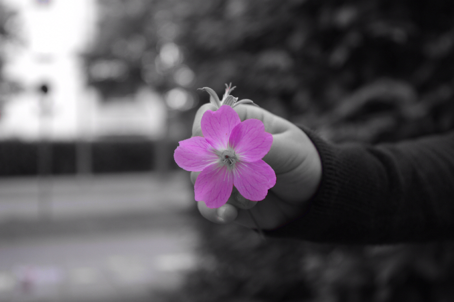 Pink flower