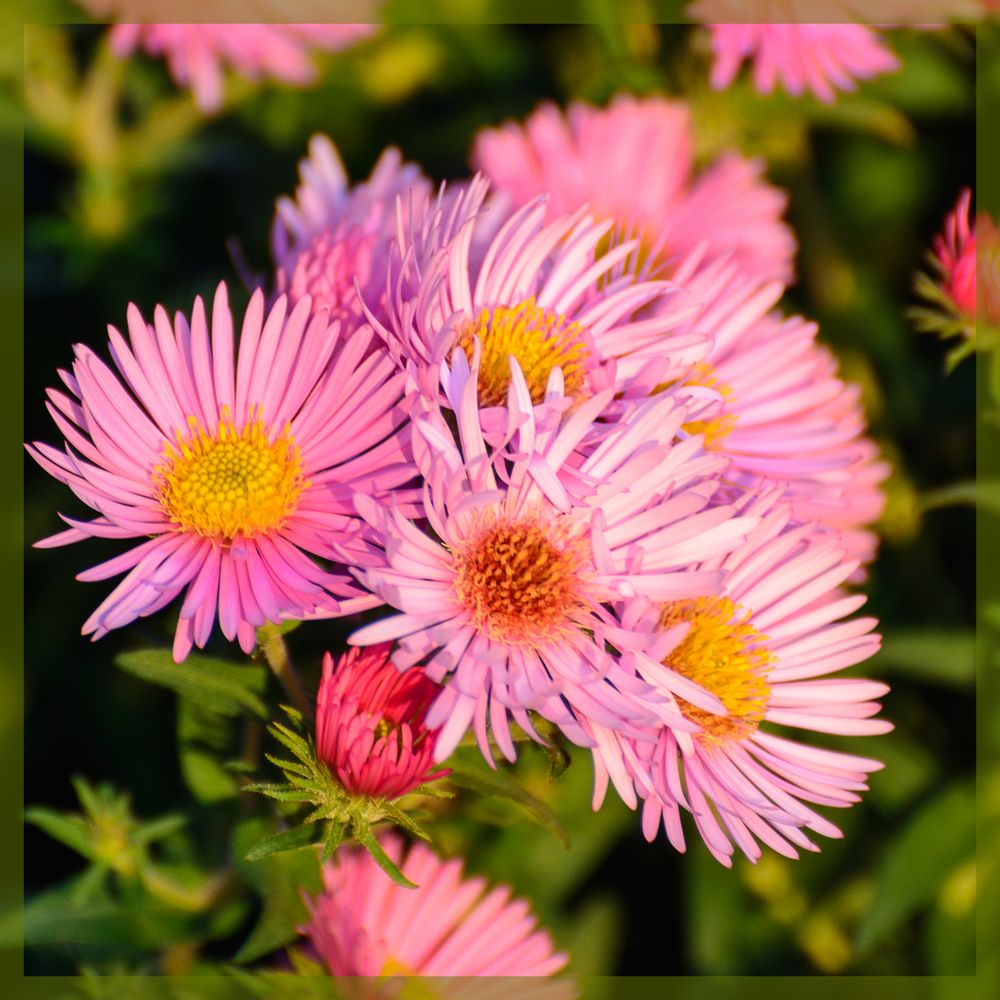 Pink Flower