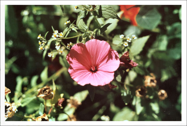 Pink Flower