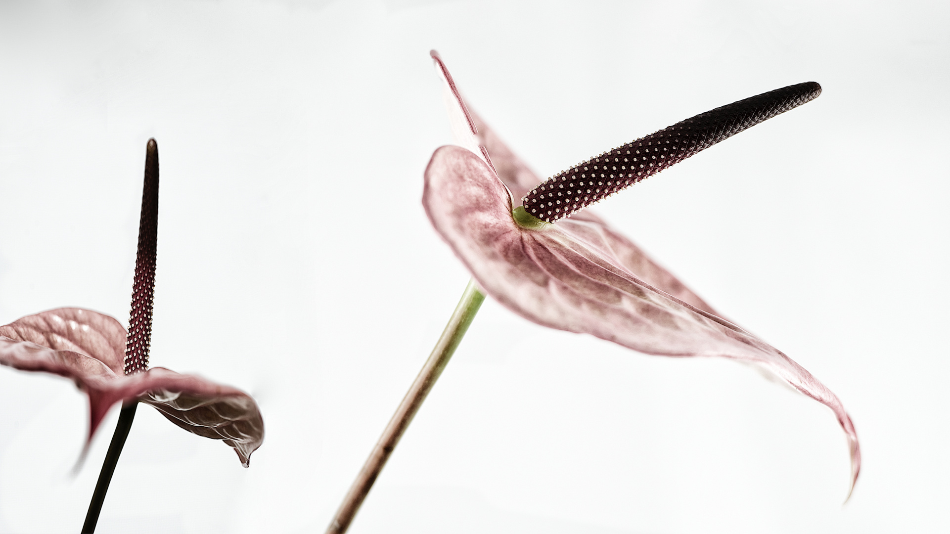 pink flower