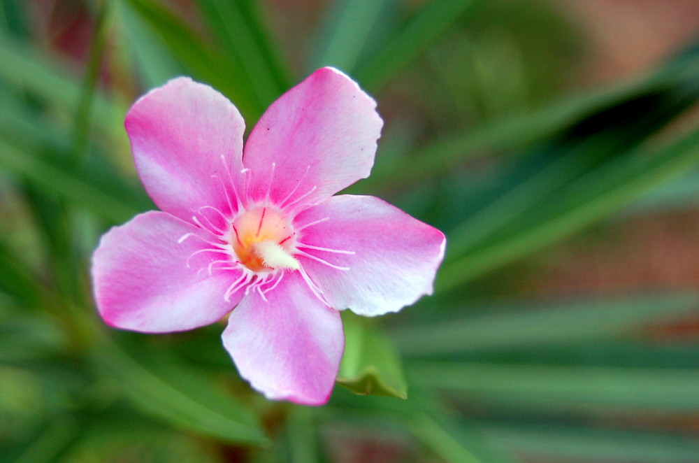 Pink Flower