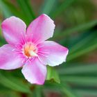 Pink Flower