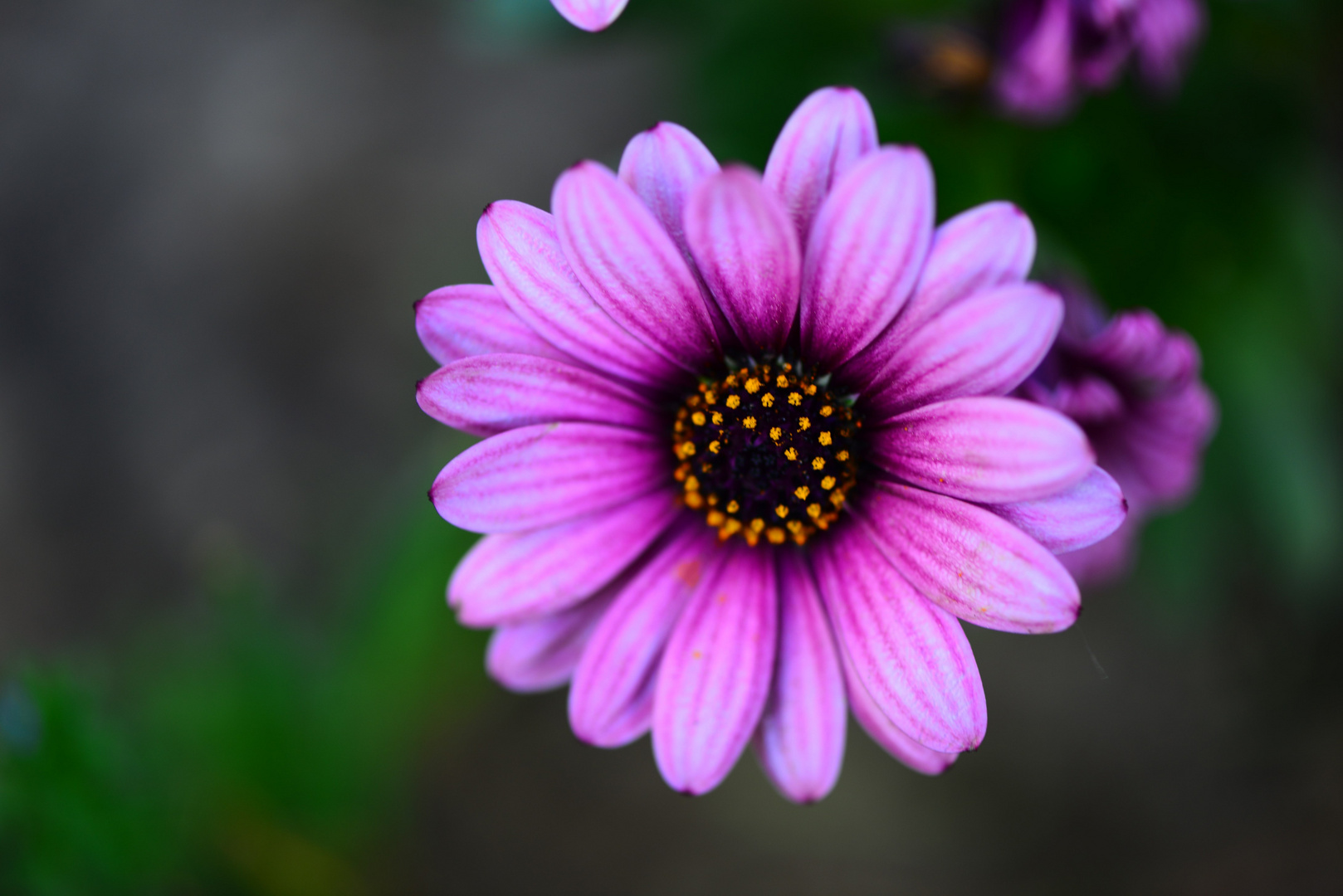 Pink Flower