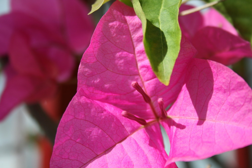 pink flower