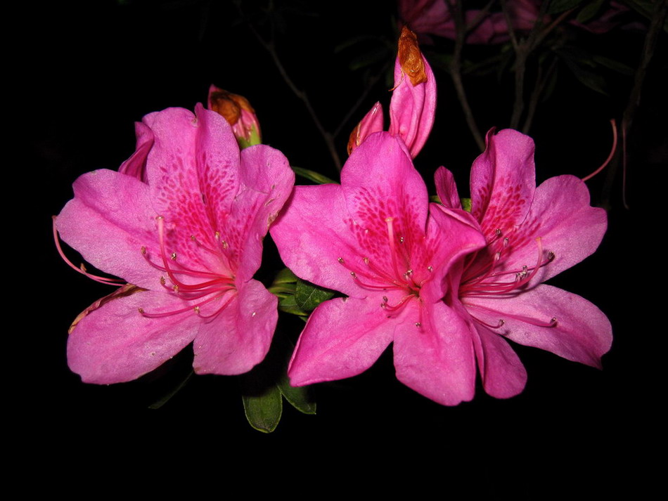 pink flower