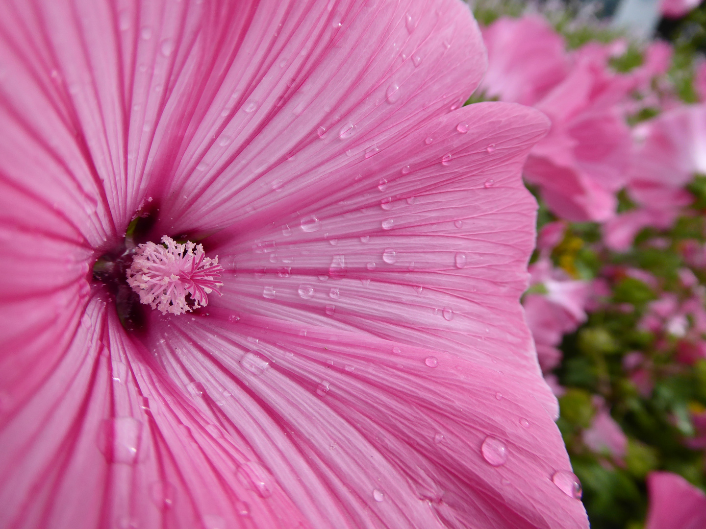 pink Flower