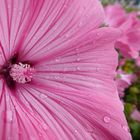 pink Flower