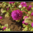 pink flower