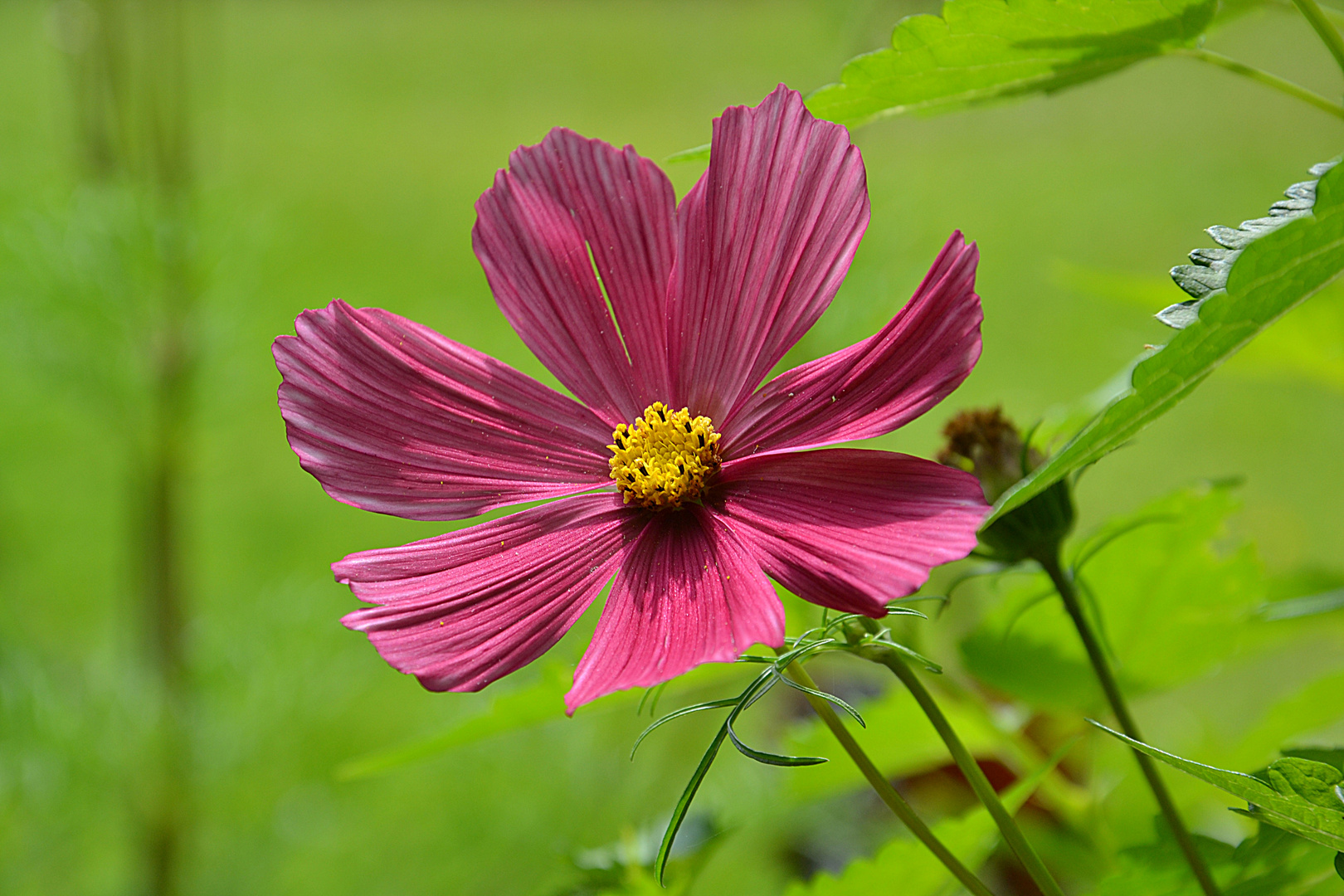 Pink Flower