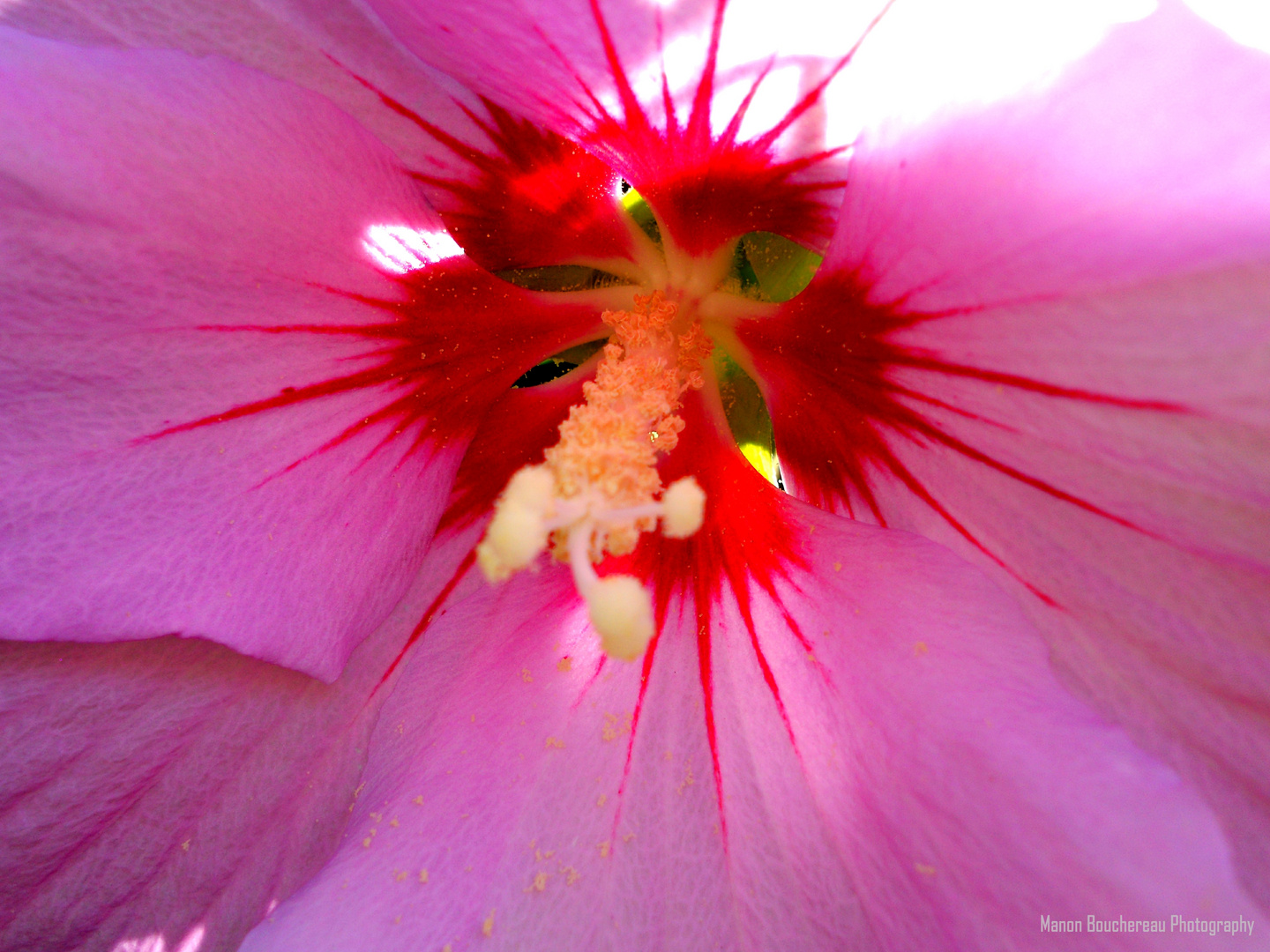 Pink flower