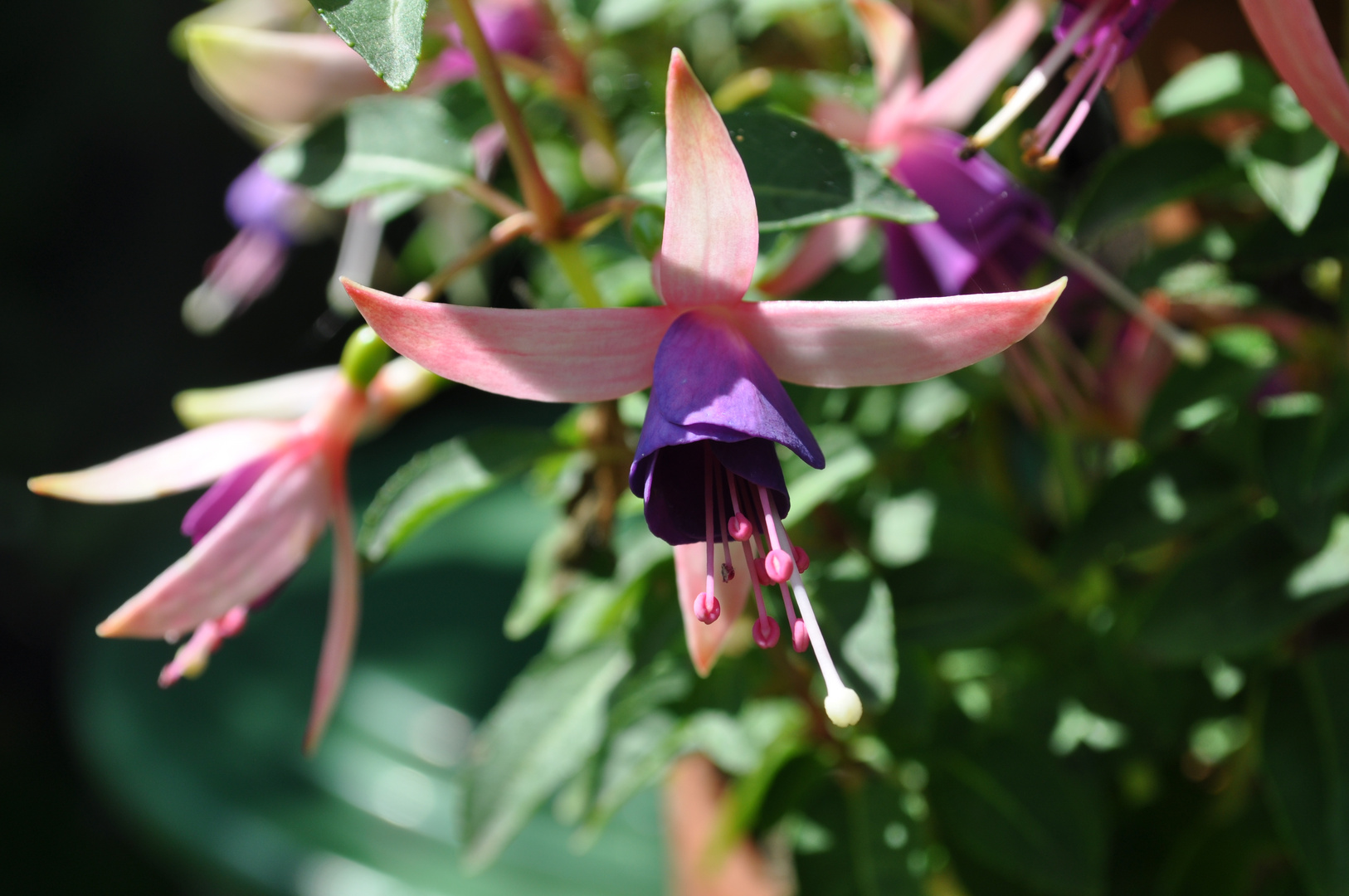 pink flower