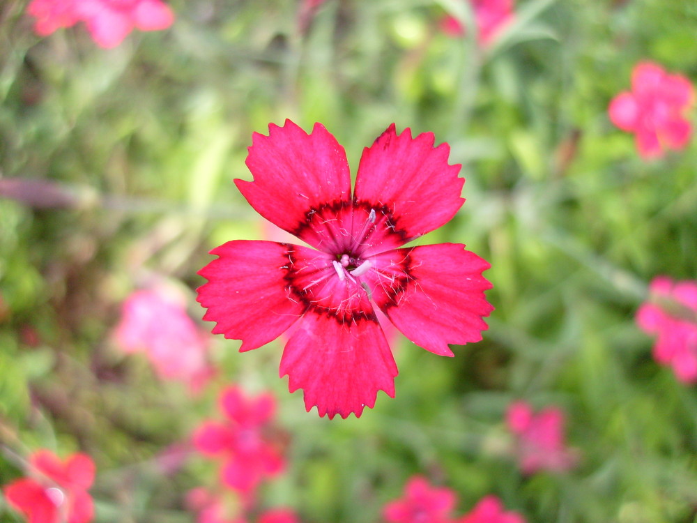 Pink Flower