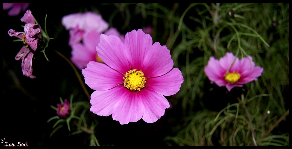 Pink Flower