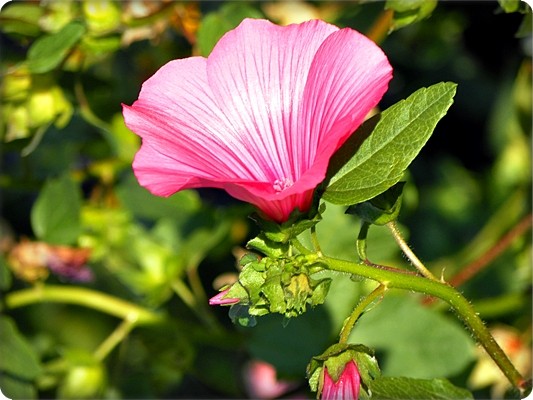 pink flower