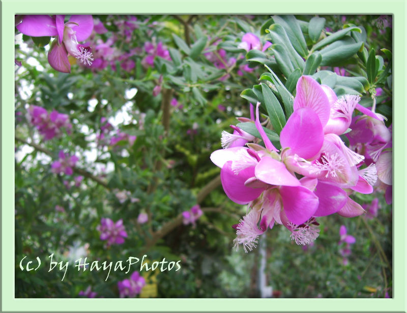 Pink Flower