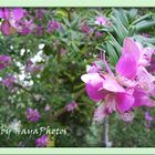 Pink Flower