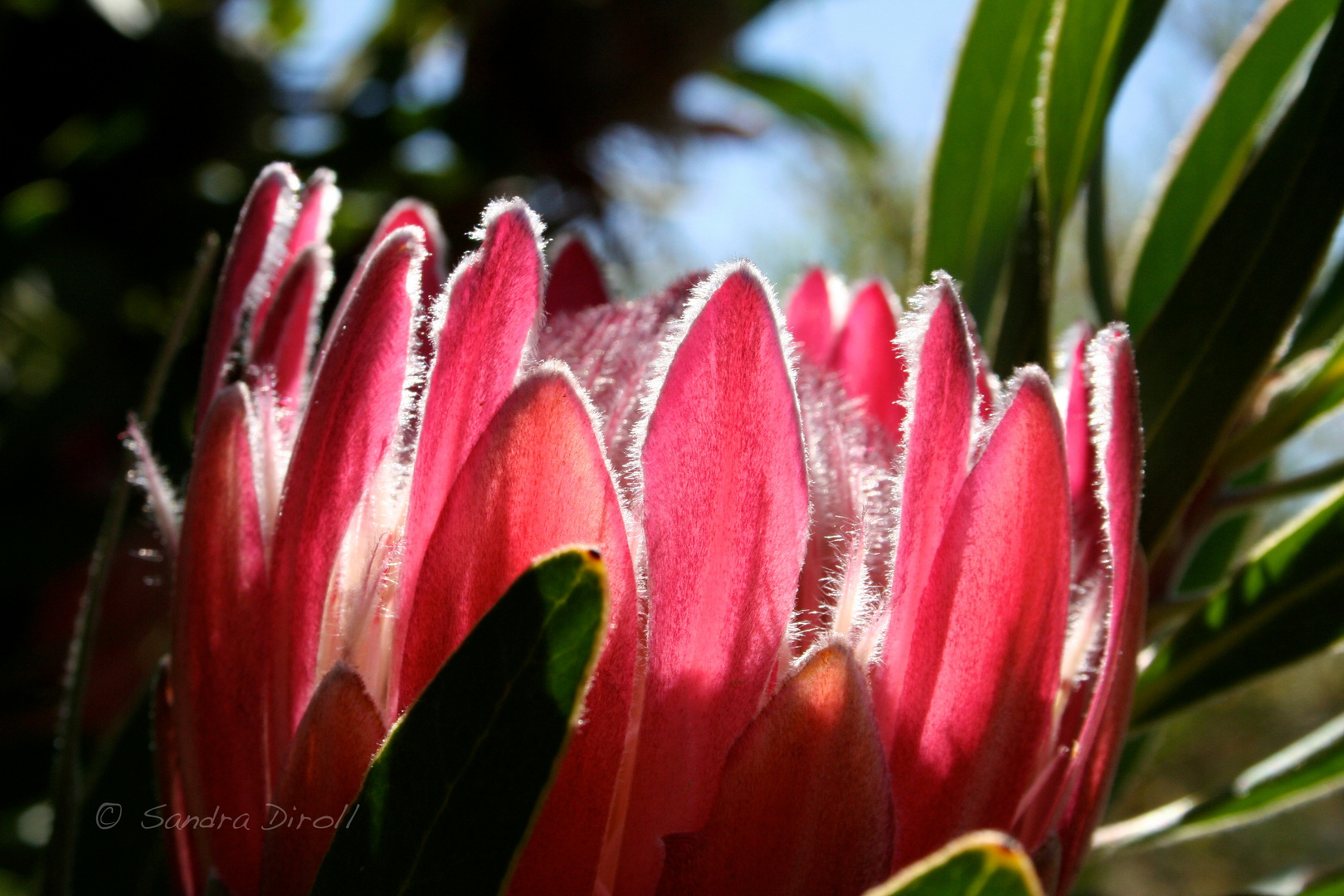 pink flower