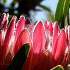 pink flower