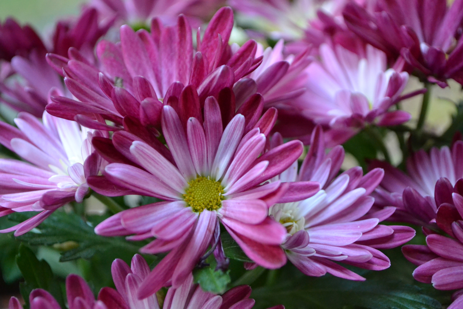 Pink Flower